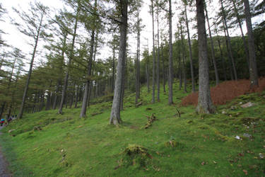 Mossy Woodland