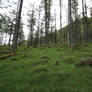 Mossy Woodland 2