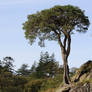 Lone Tree on Cliff