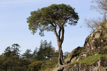 Lone Tree on Cliff