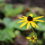 Black- Eyed Susan Flower