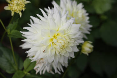 White Yellow Flowers