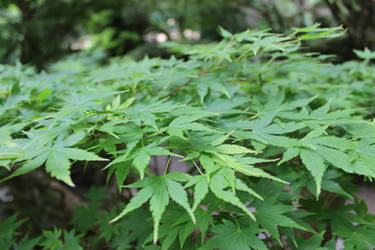 Japanese Maple 3 - 2022