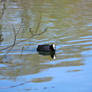 Coot on Lake