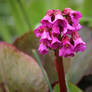 Bergenia Flowers