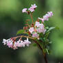 Viburnum Flowers 2