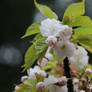 Cherry Blossoms 7