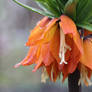 Crown Imperial Close-up