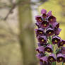 Purple Fritillary Flowers 3