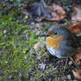 November Robin