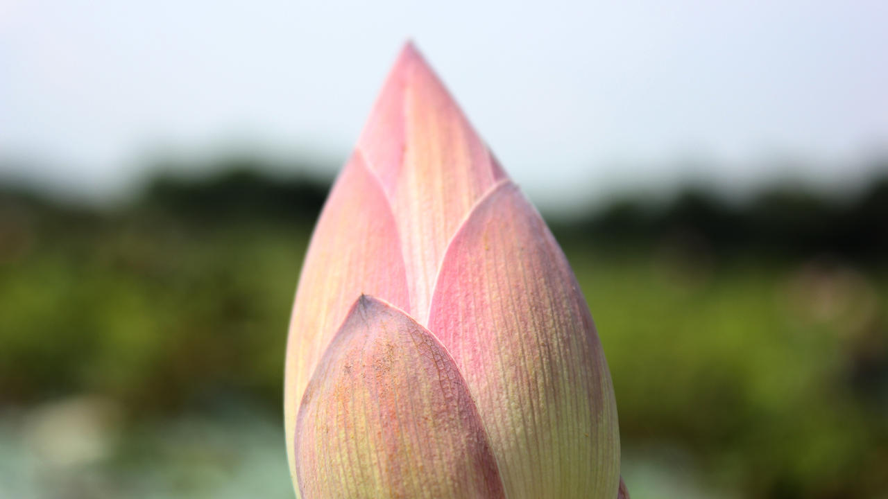 Padma Flower By NSOrg On DeviantArt
