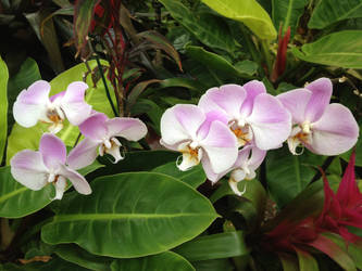 Orchids