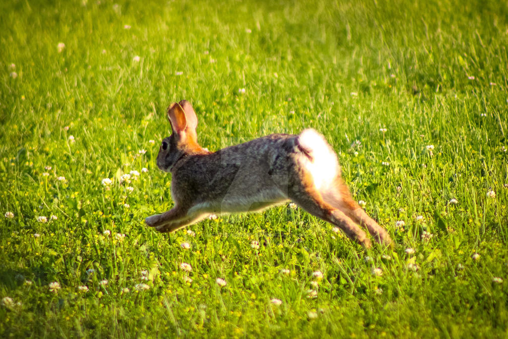 Running Rabbit by MasterTaurus on DeviantArt