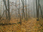 Forest by SariennStock