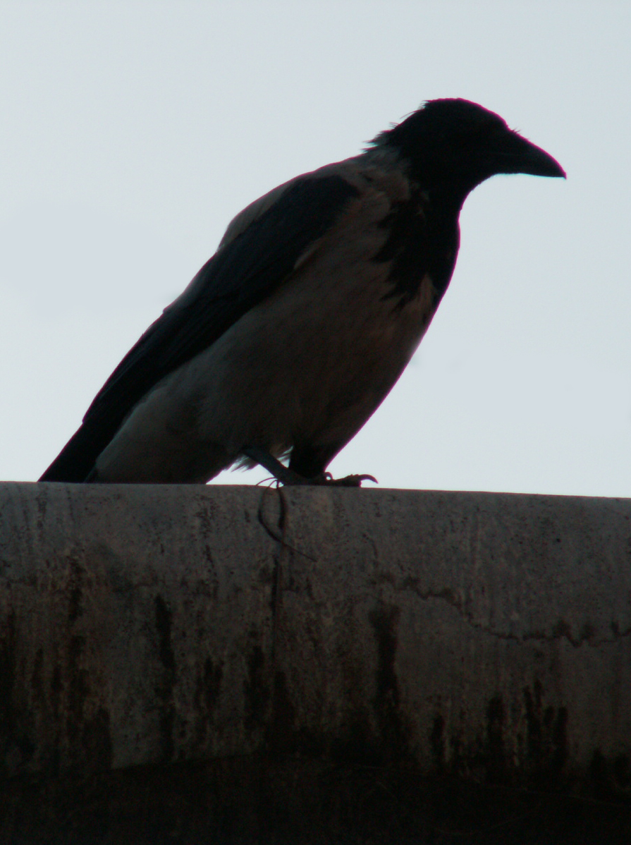 crow