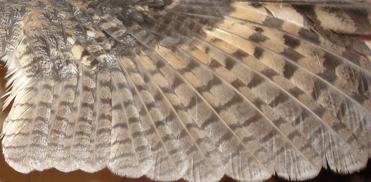 My owl 18 feather texture