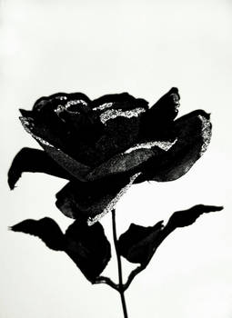 Little Black Rose
