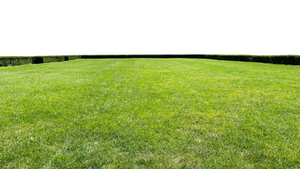 Grass stock PNG