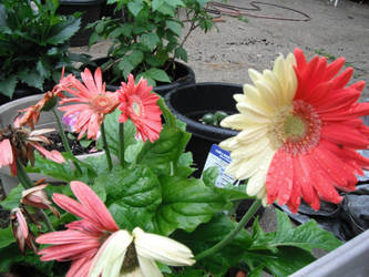 Mutated Gerbera Daisys