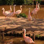 Flamingos catch the rays.....