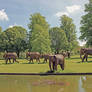 Elephant display at Sudeley Castle - 1