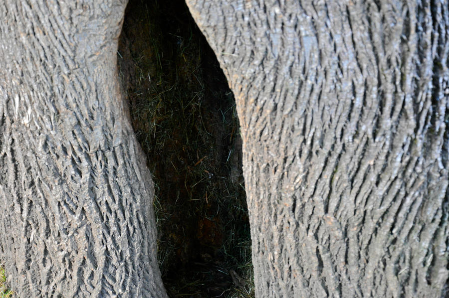 Inside of Tree by aima123 on DeviantArt