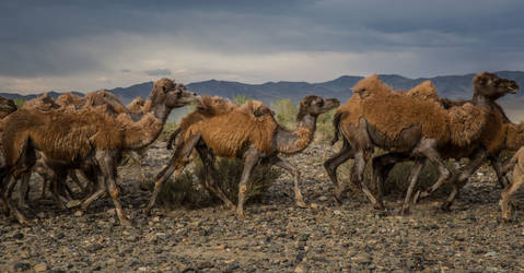 Camels. Bayan-Olgii, Mongolia