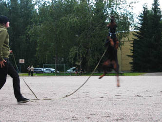 dobermann flying