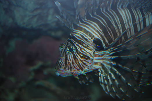 Lion Fish 4