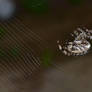 Spider rebuilding web