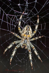 Spider's underside by priwax