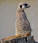 Meerkat by priwax