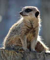 Meerkat 2