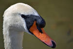 Swan portrait by priwax