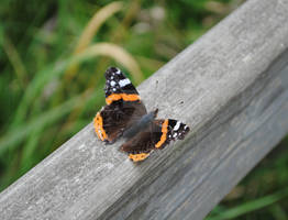 Obliging Butterfly