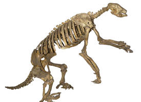 Giant Ground Sloth