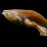 African Clawed Frog Tadpole