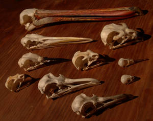 Bird Skulls