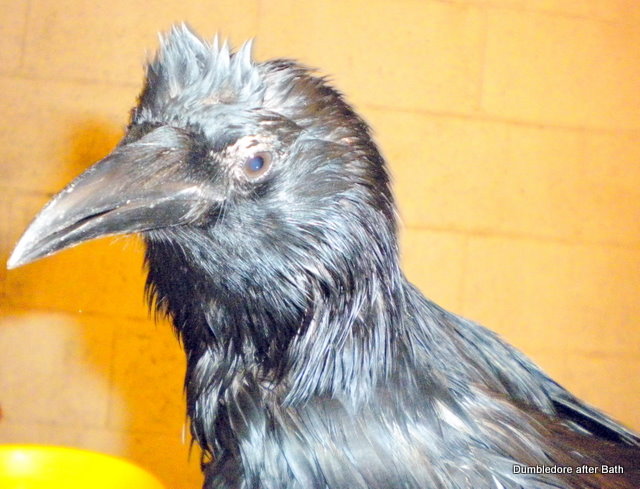 Dumble after the bath