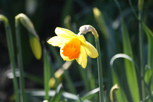 Daffodil