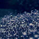 Lavender by YourEndlessDream