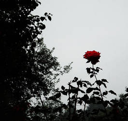 .rose in the rain.