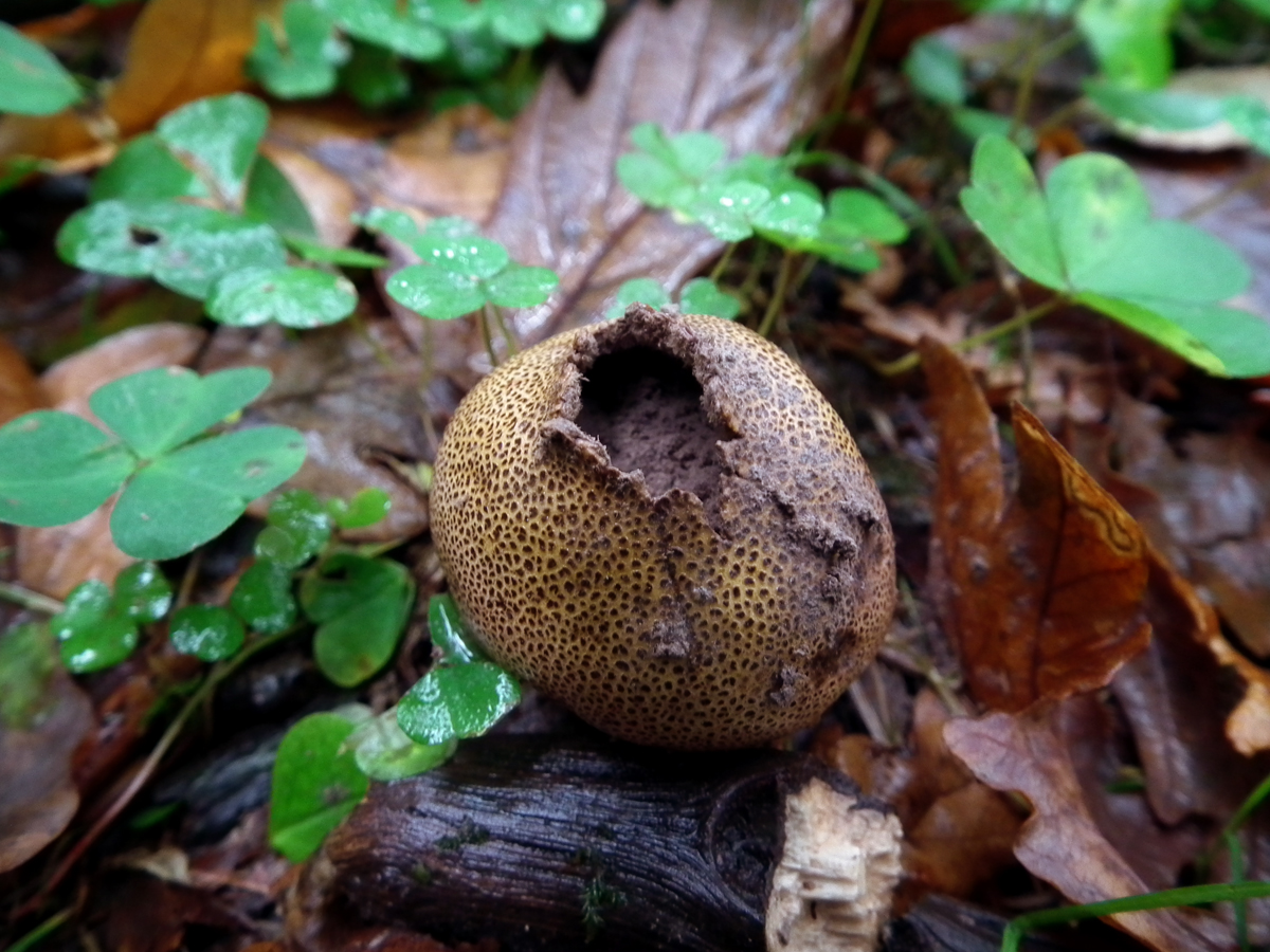 wray mushrooms 3