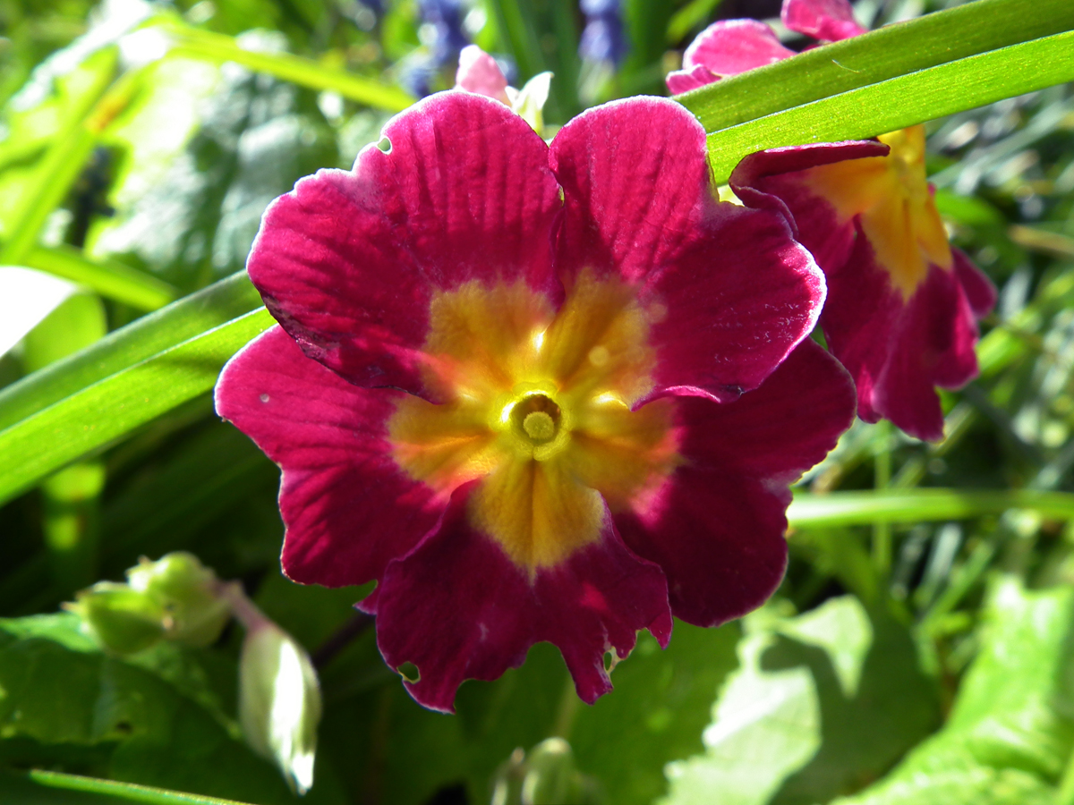 primula