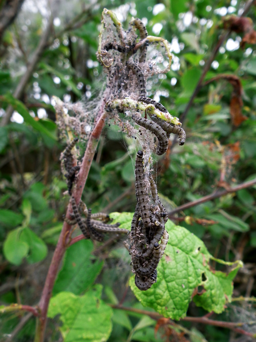 hawkshead caterpillars 3