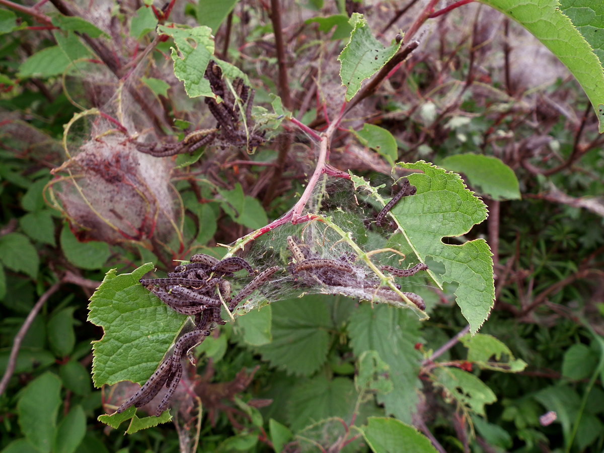 hawkshead caterpillars 5