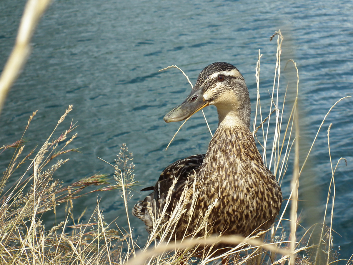 duck mate