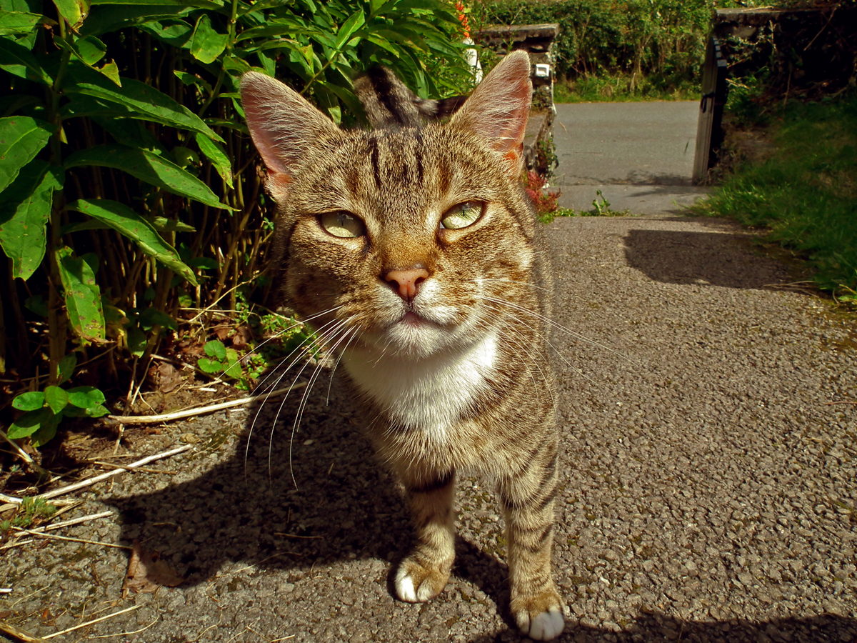 sunny cat