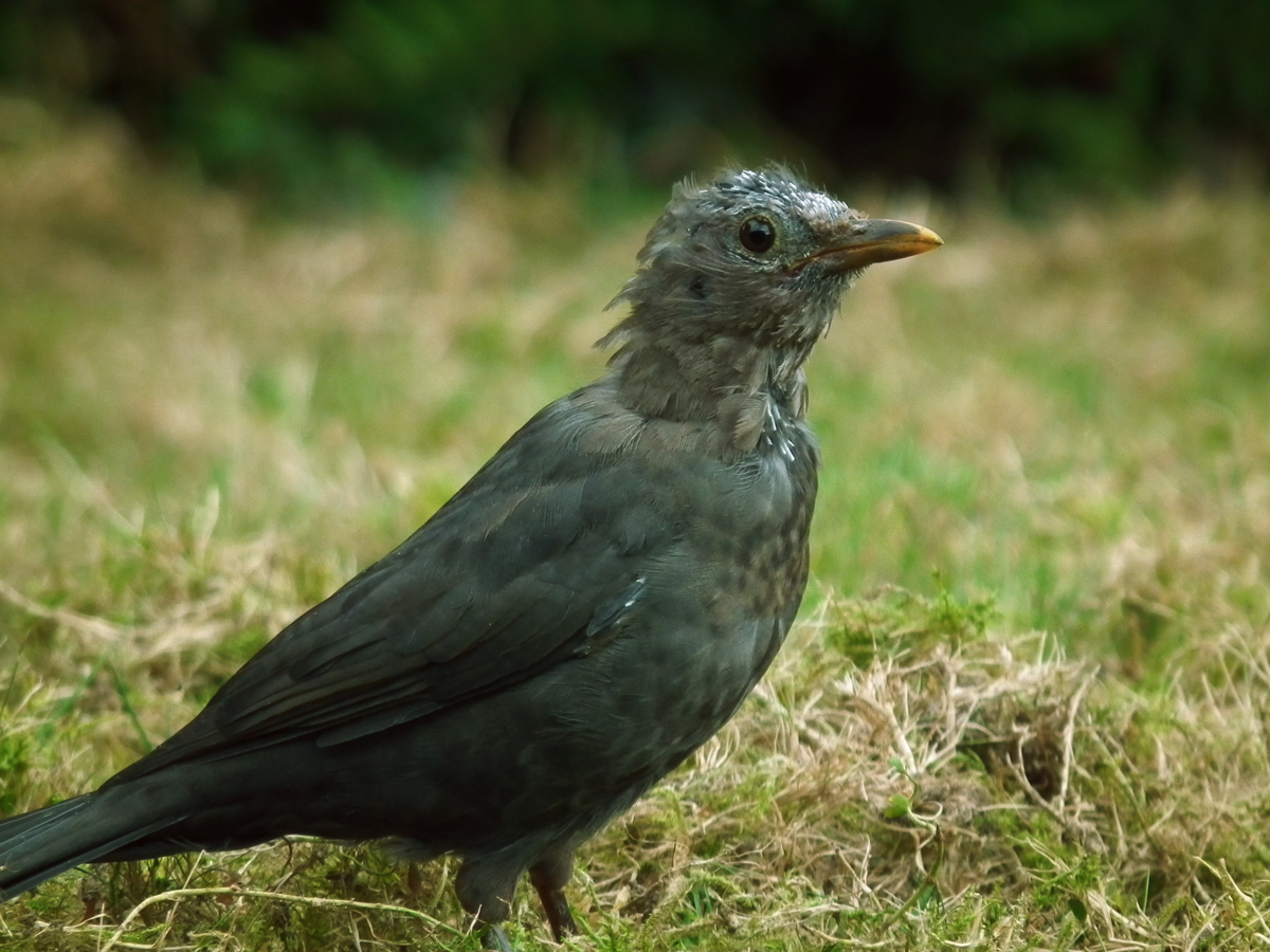 scratty blackbird