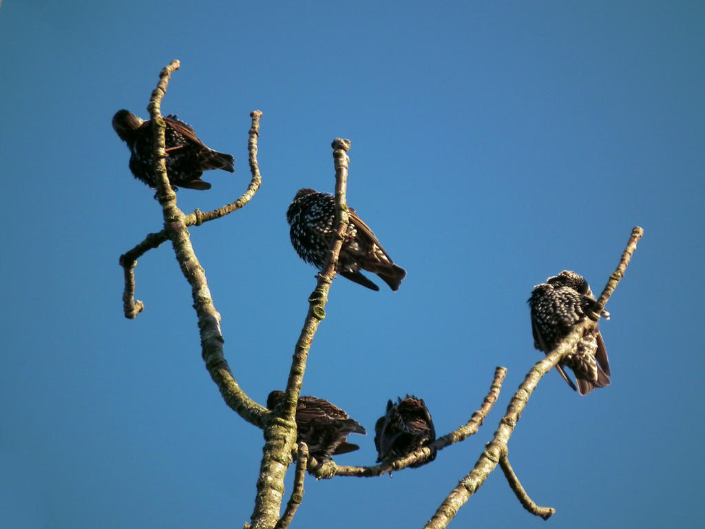 starlings in a tree